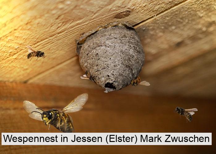 Wespennest in Jessen (Elster) Mark Zwuschen